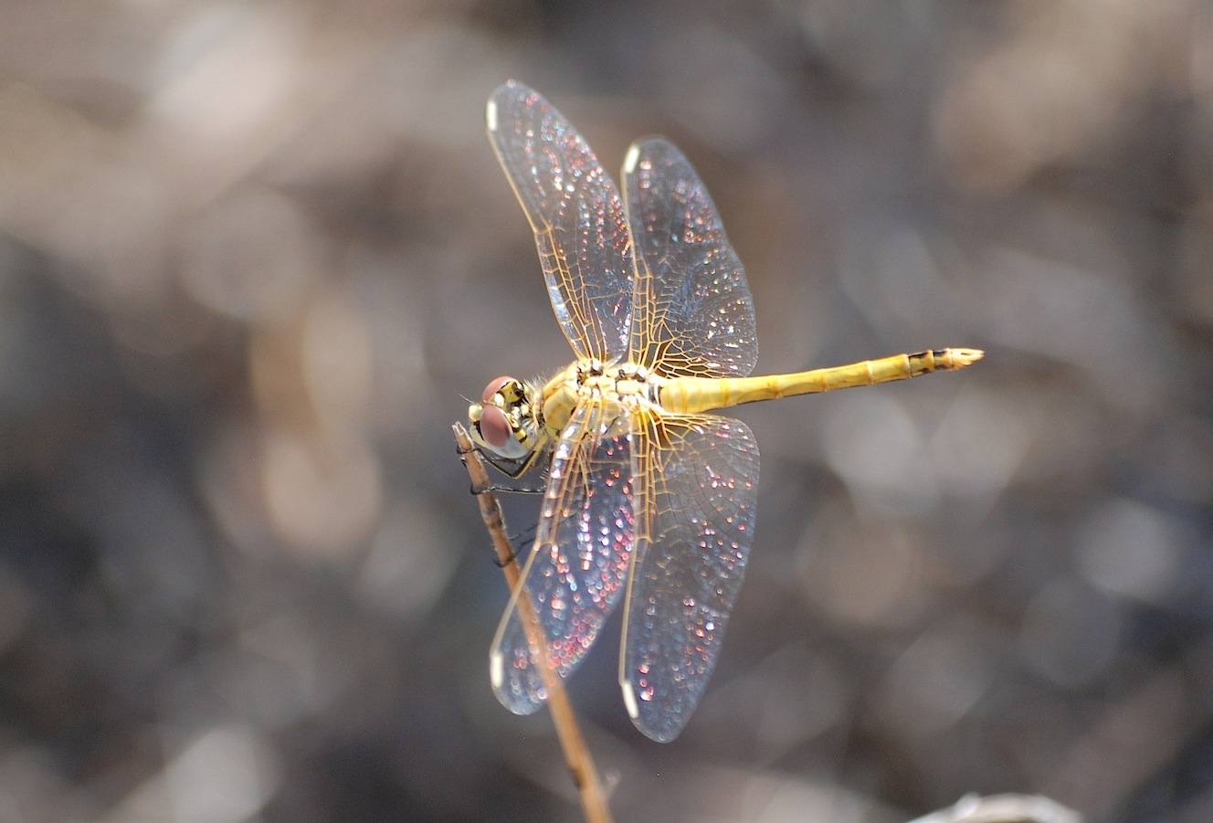 Identificazione 14 - Sympetrum fonscolombii